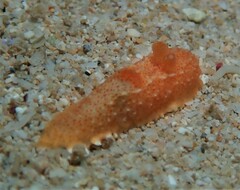 Paliolla cooki