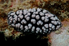 Phyllidiella pustulosa