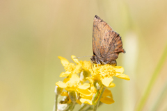 Callophrys augustinus