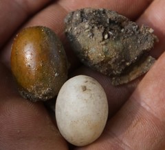 Xanthocercis zambesiaca