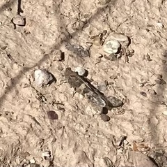 Trimerotropis pallidipennis