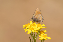 Callophrys