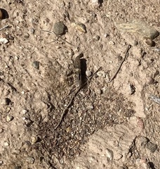 Trimerotropis pallidipennis