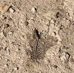 Trimerotropis pallidipennis