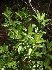 Metrosideros umbellata