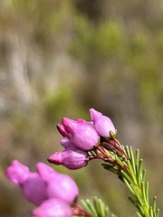 Erica obliqua