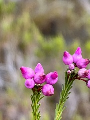 Erica obliqua
