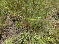 Syncolostemon heterophyllus