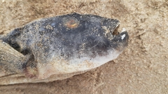 Amblyrhynchote honckenii