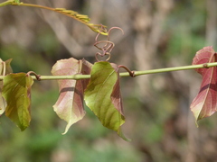 Cissus repanda