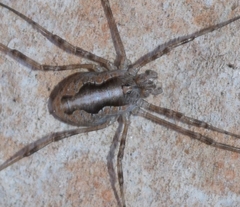 Dasylobus