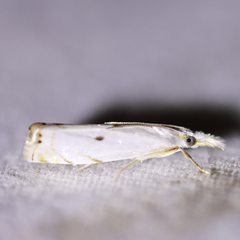 Microcrambus biguttellus