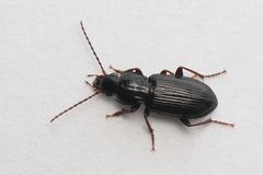Pterostichus minor