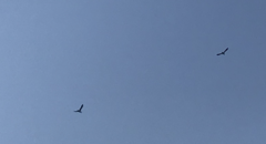 Fratercula corniculata