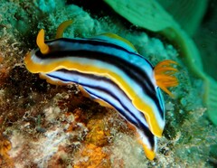 Chromodoris magnifica