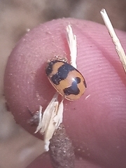 Coccinella transversalis