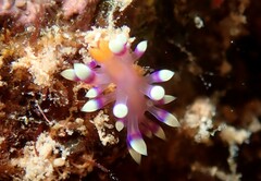 Coryphellina exoptata