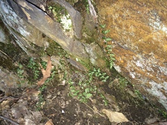 Asplenium bradleyi