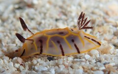 Halgerda maricola