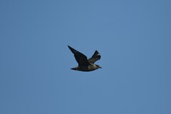 Stercorarius chilensis