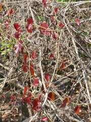 Cissus repanda