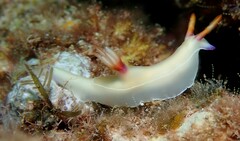 Hypselodoris bullockii