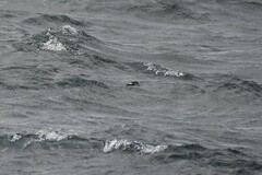 Oceanites oceanicus chilensis