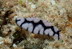 Phyllidiella pustulosa
