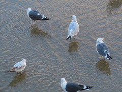 Larus argentatus argenteus