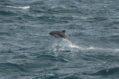 Sagmatias australis