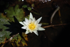 Nymphaea ampla