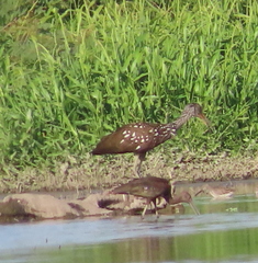 Plegadis chihi