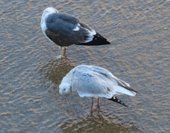 Larus argentatus argenteus