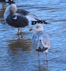 Larus argentatus argenteus