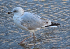 Larus argentatus argenteus