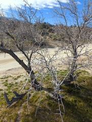 Pseudoziziphus parryi