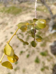 Pseudoziziphus parryi