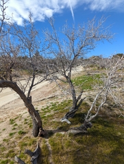 Pseudoziziphus parryi