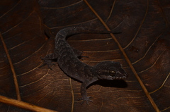 Nactus