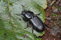 Passalus