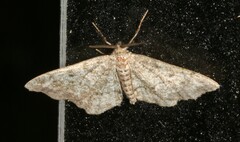 Hypagyrtis piniata