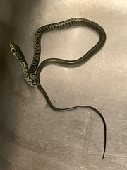 Philothamnus semivariegatus