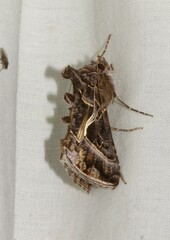 Autographa flagellum