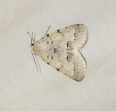Acronicta innotata