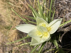 Colchicum striatum