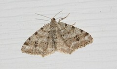 Macaria pinistrobata