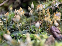 Pogonatum aloides