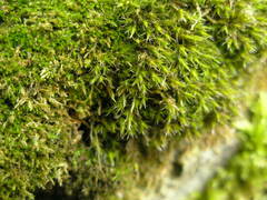 Schistidium elegantulum