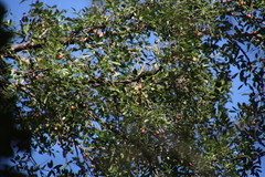 Xanthocercis zambesiaca