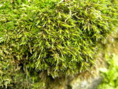 Schistidium elegantulum